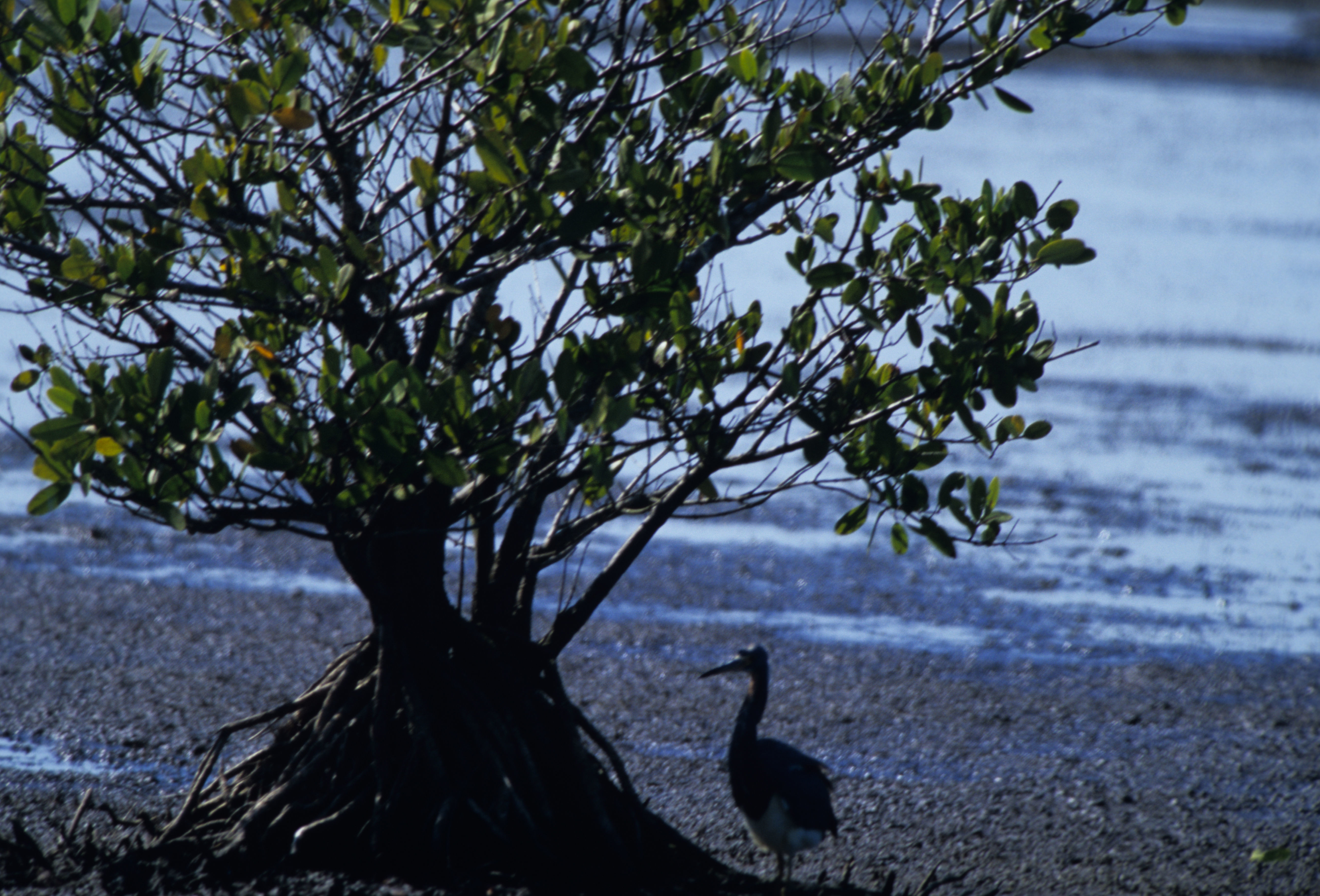 Plancia ëd Egretta tricolor (Müller & Pls 1776)