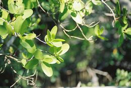 Image of White Mangrove