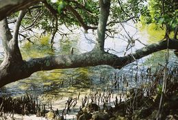 Image of Black Mangrove