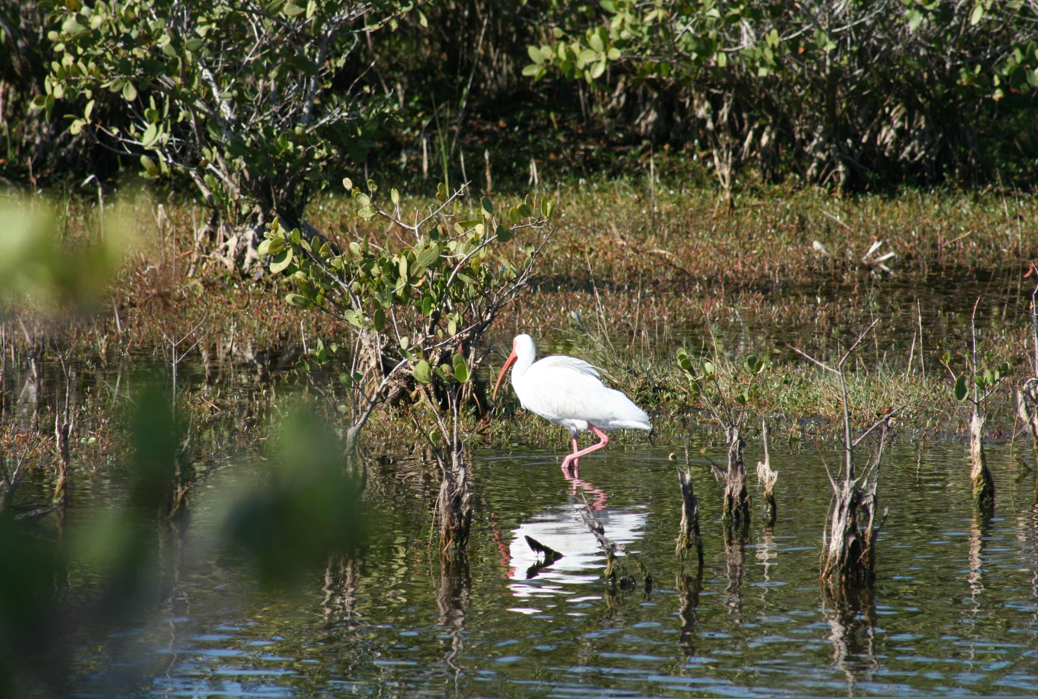 Image of American White Ibis