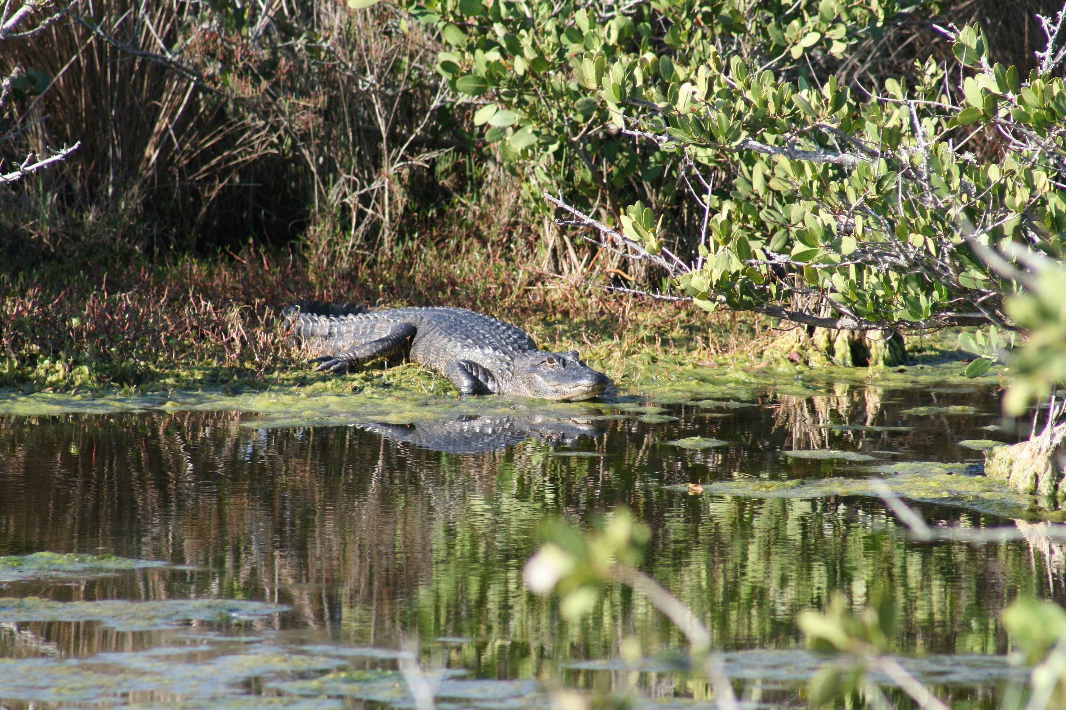 Image of American alligator