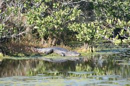 Image de Alligator américain