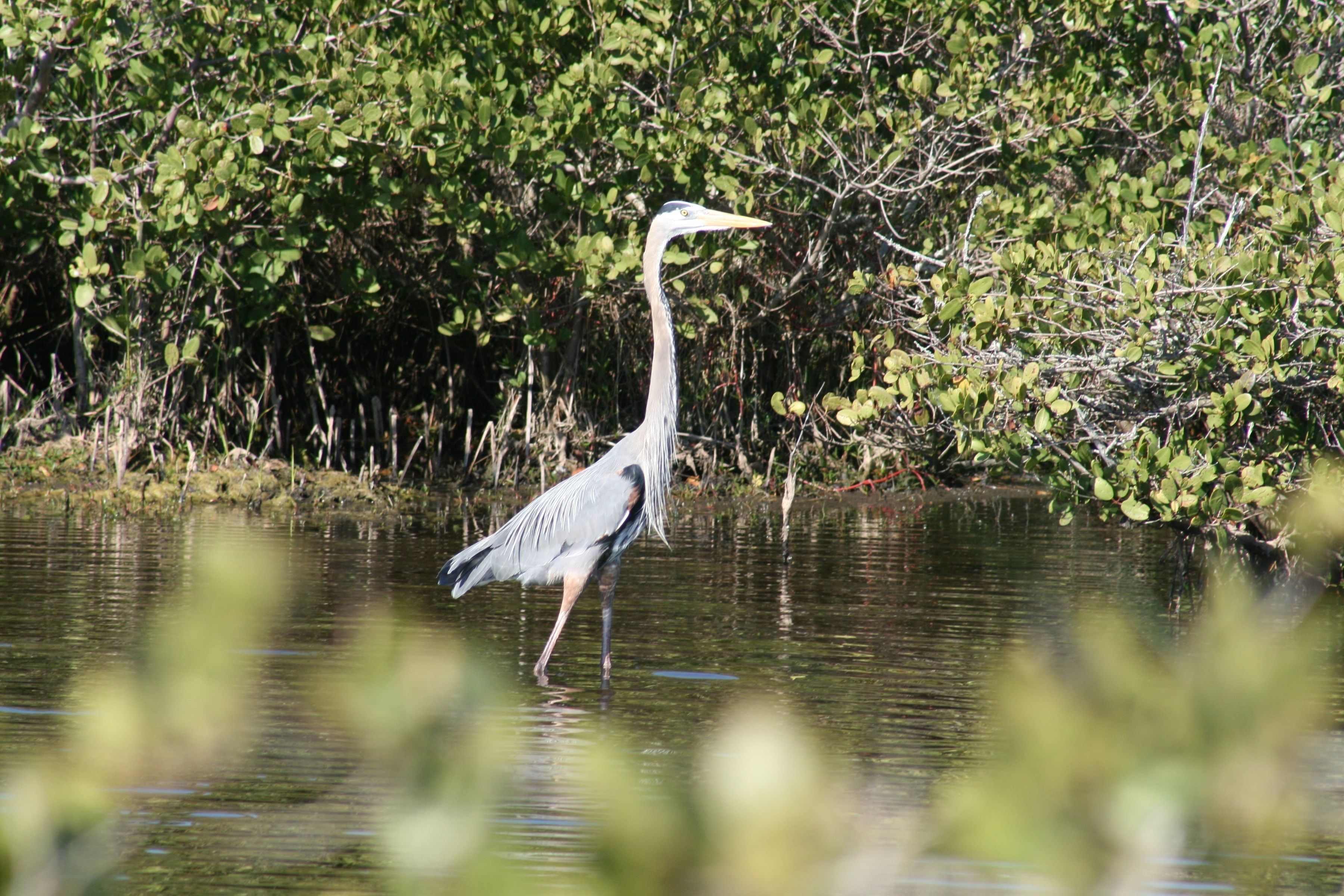 Image of Great Blue Heron