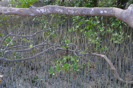 Image of Black Mangrove