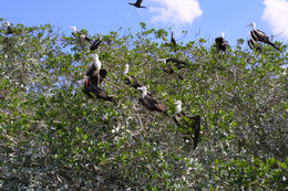 Image of Magnificent Frigatebird