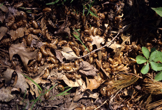 Image of Periodical Cicadas