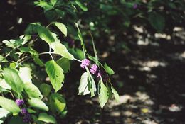 Image of American beautyberry
