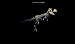 Image of Tyrannosaurids