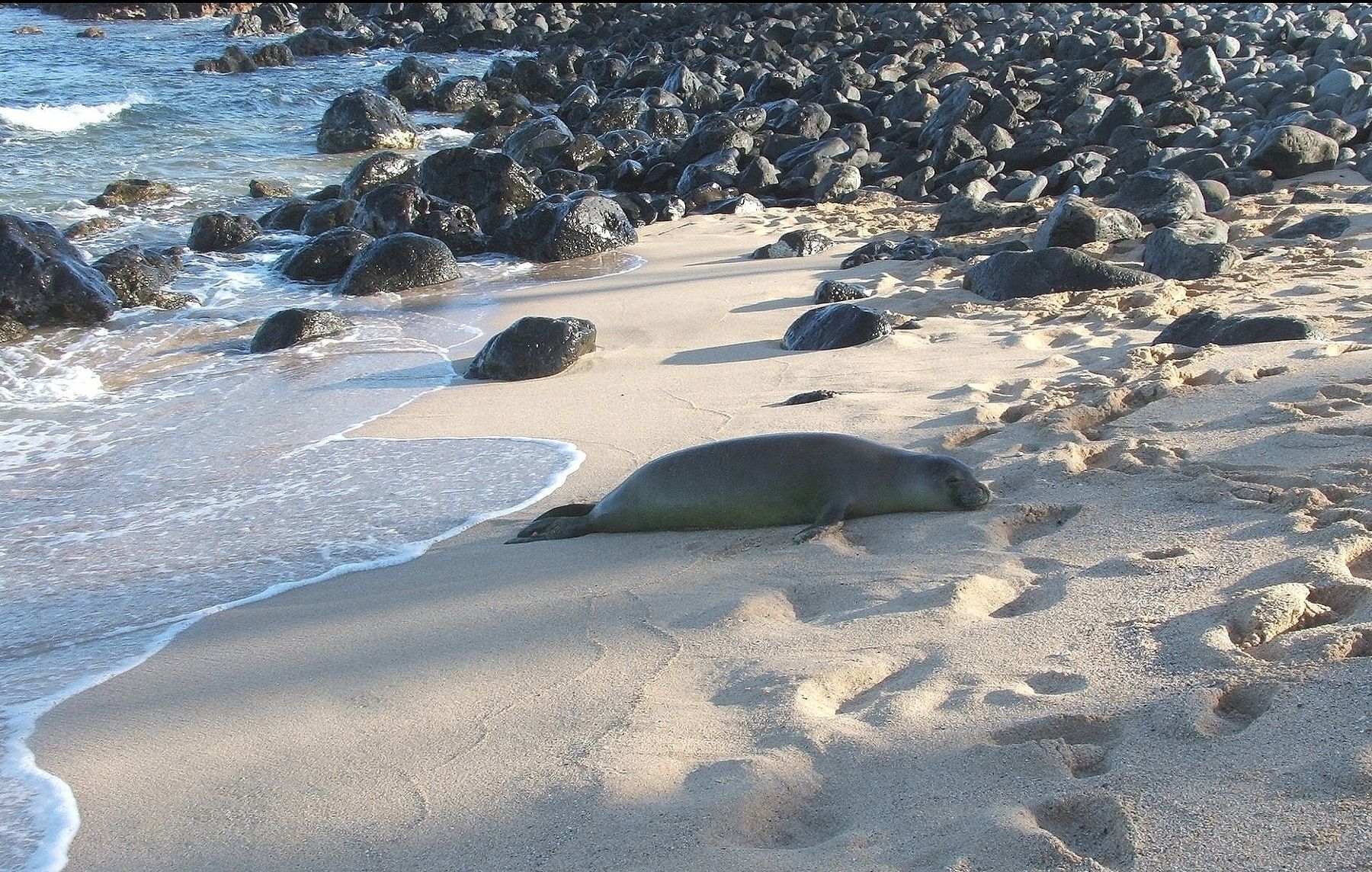 Image of Hawaiian Monk Seal