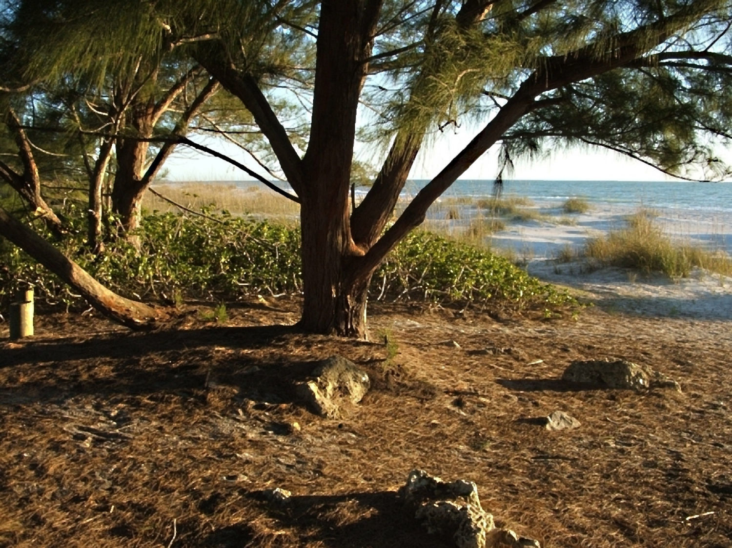 Image of beach sheoak