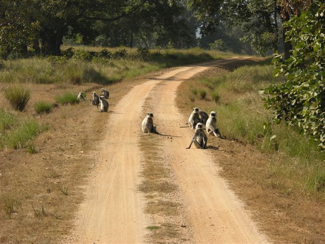 Image of Northern plains gray langur