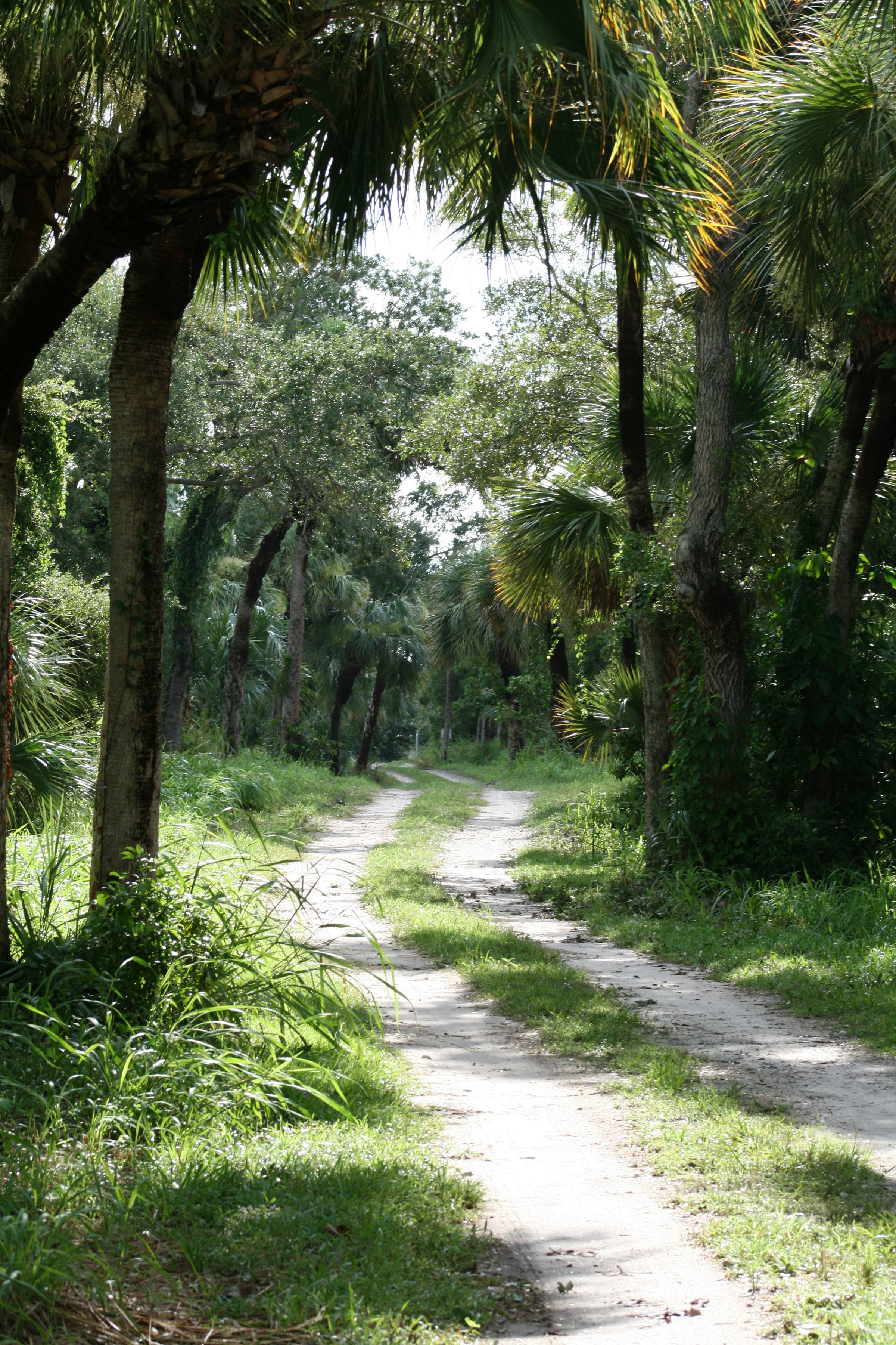 Image of Cabbage Palm