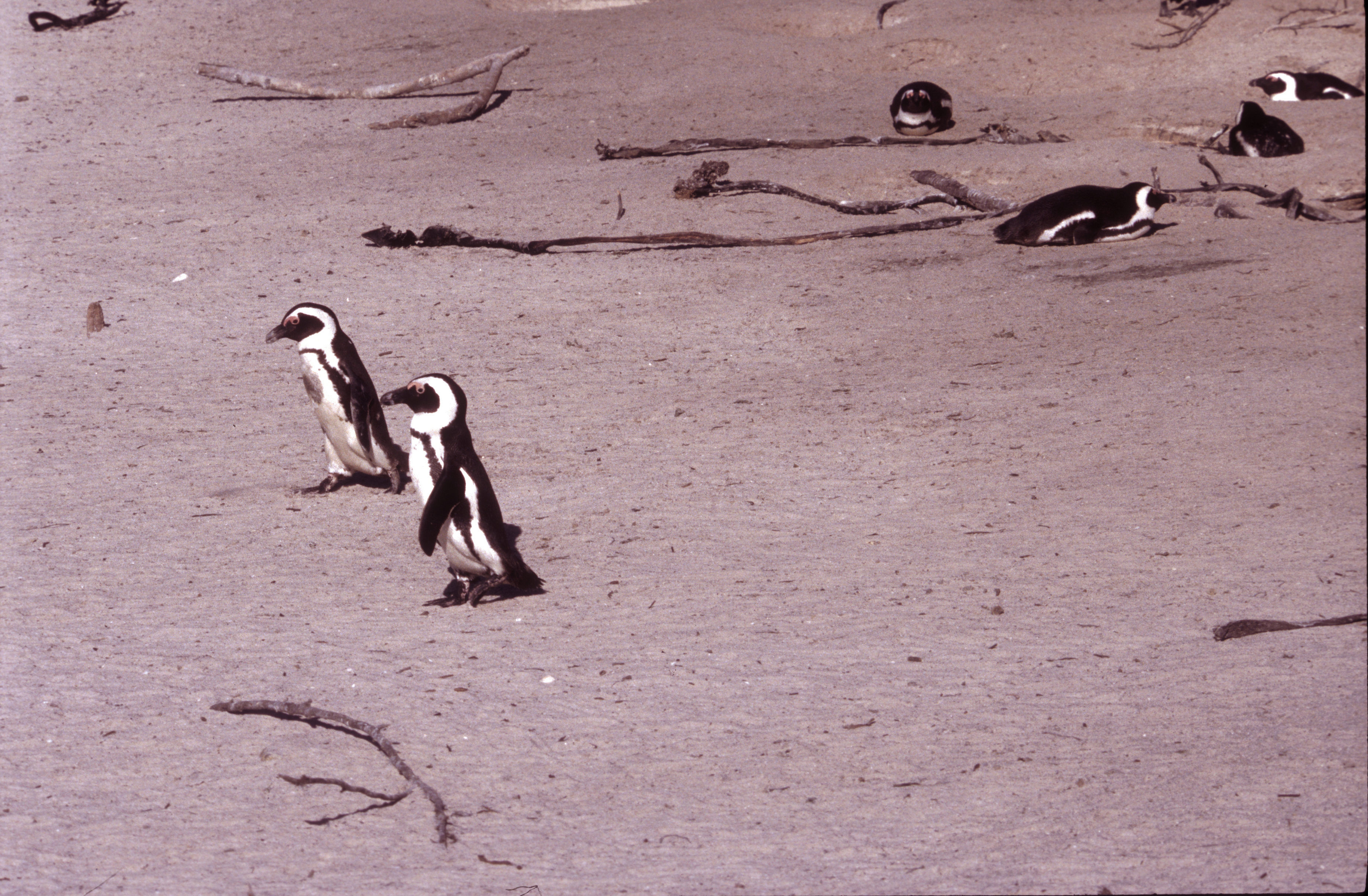 Image of African Penguin