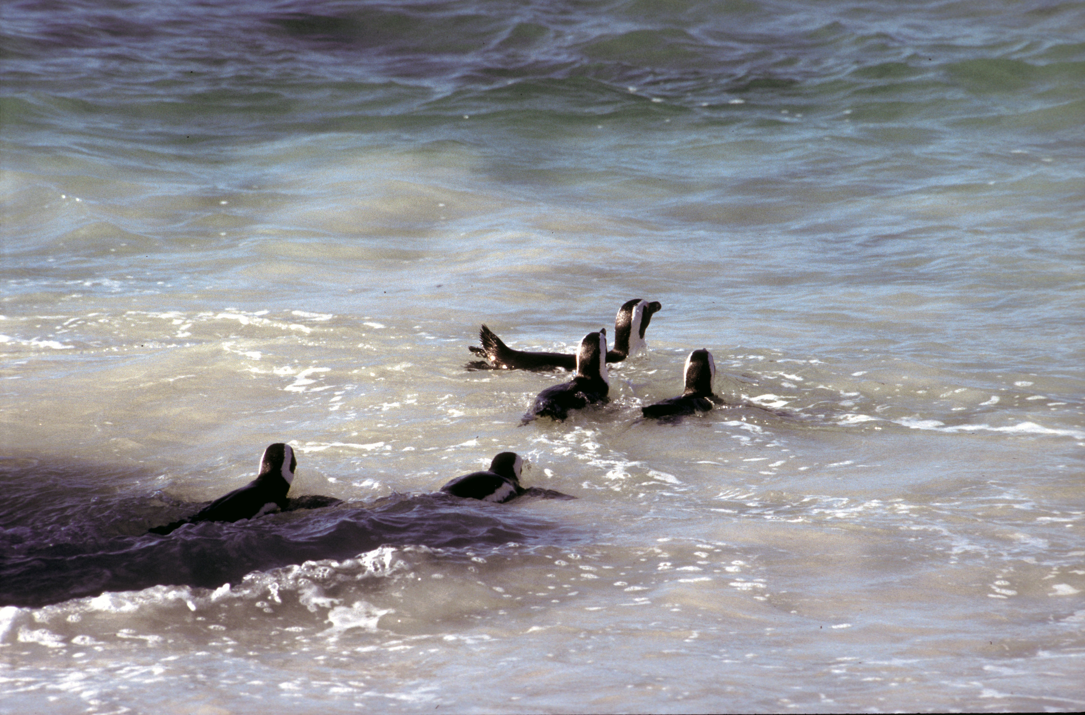 Imagem de pingüim africano