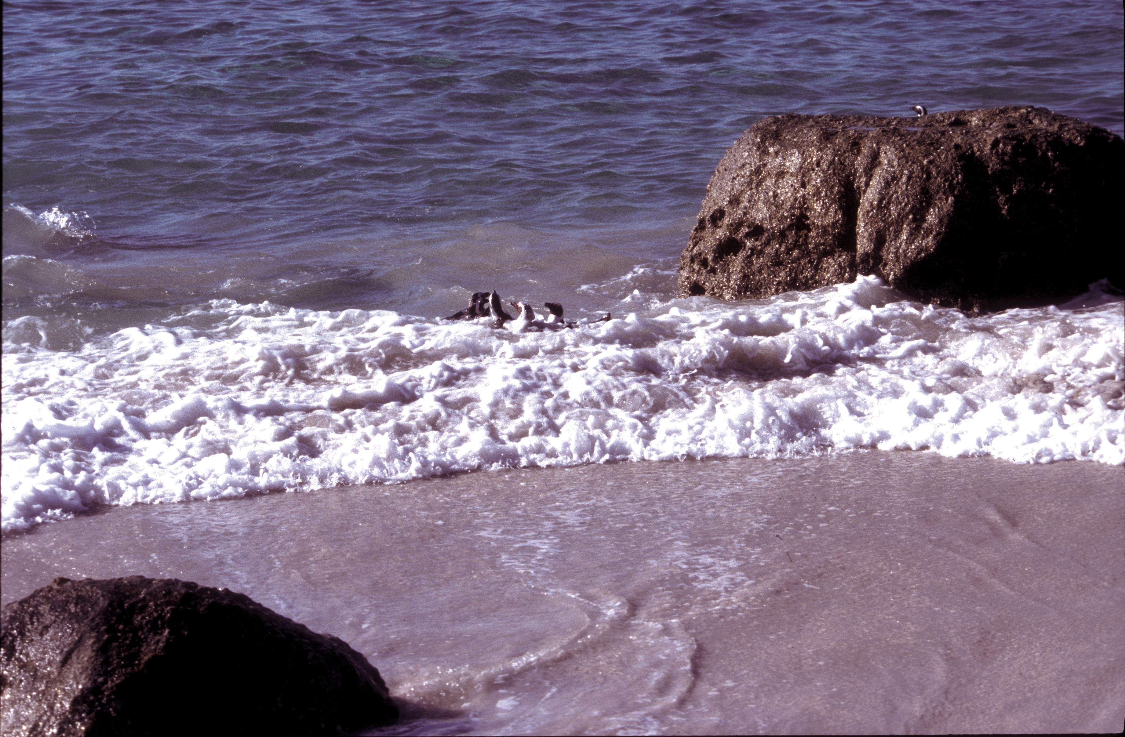 Image of African Penguin