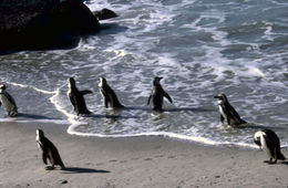 Image of African Penguin