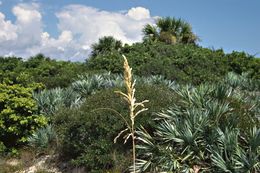 Image of saw palmetto