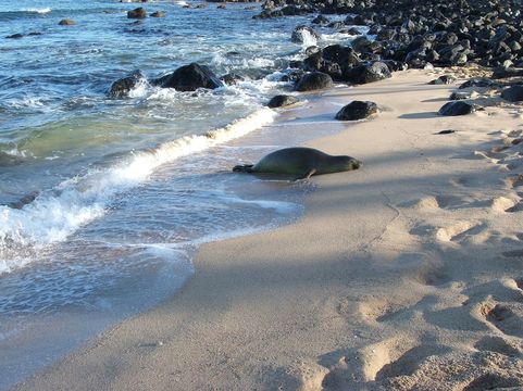 Image of Hawaiian Monk Seal