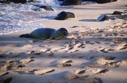 Image of Hawaiian Monk Seal