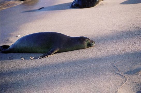 Image of Hawaiian Monk Seal