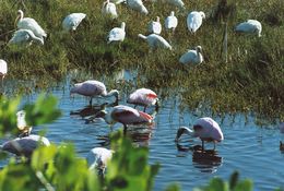 Image of American White Ibis