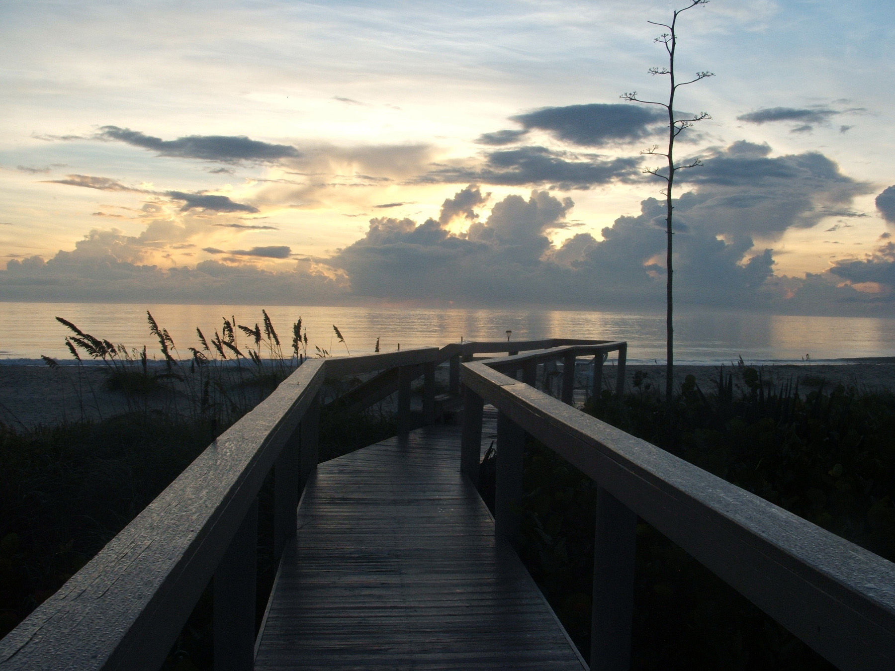 Image of seaoats