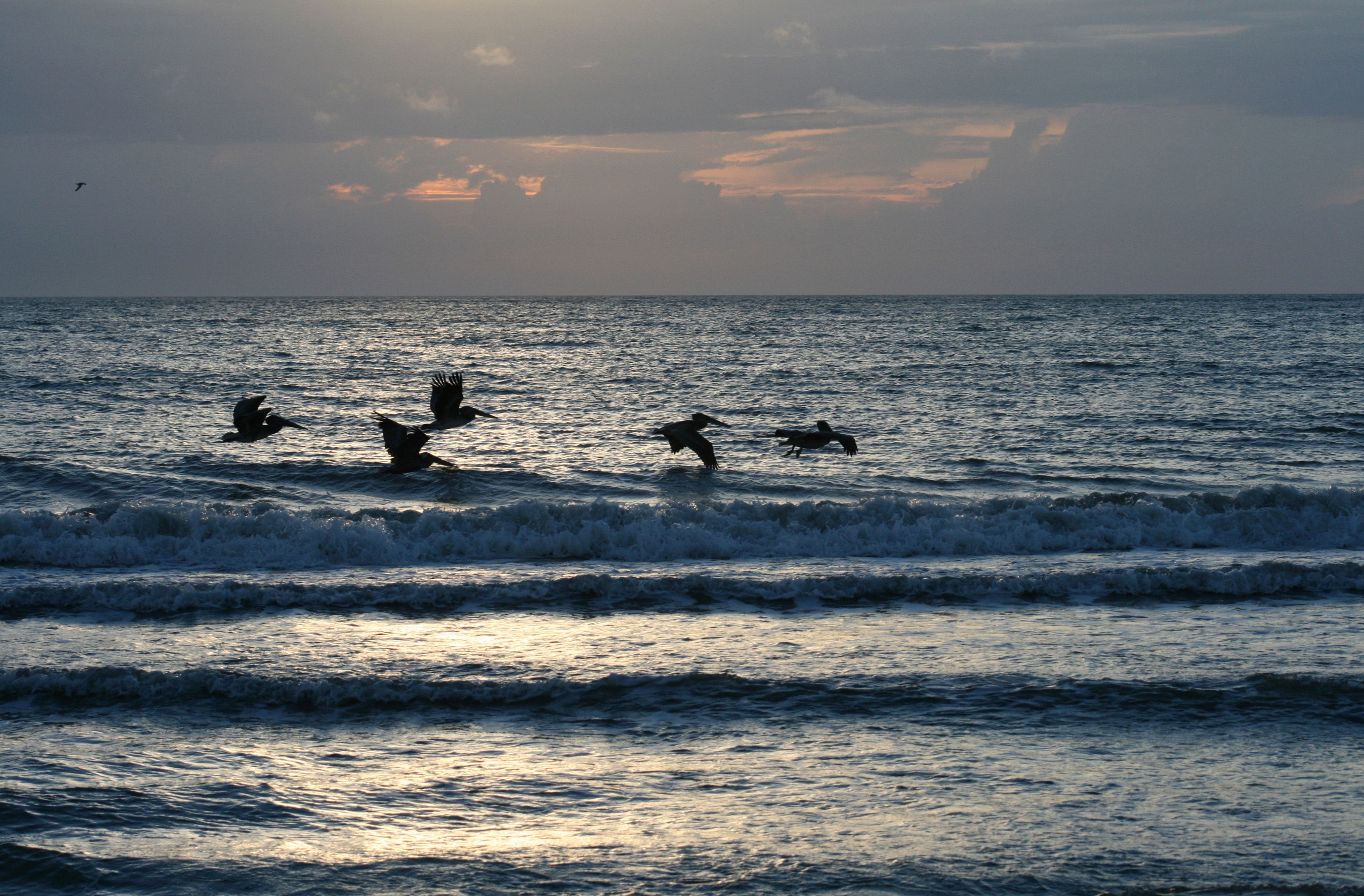 Image of Brown Pelican