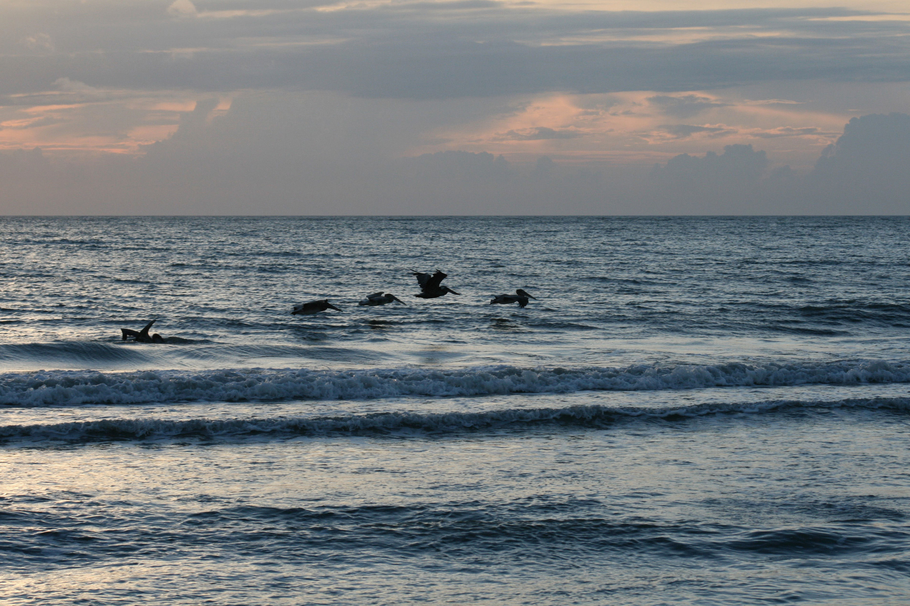 Image of Brown Pelican