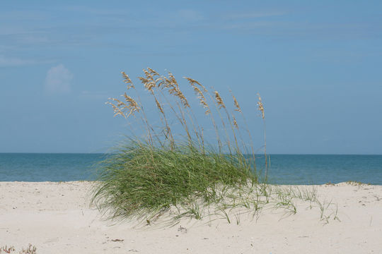 صورة Uniola paniculata L.