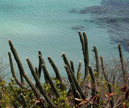 Plancia ëd Pilosocereus