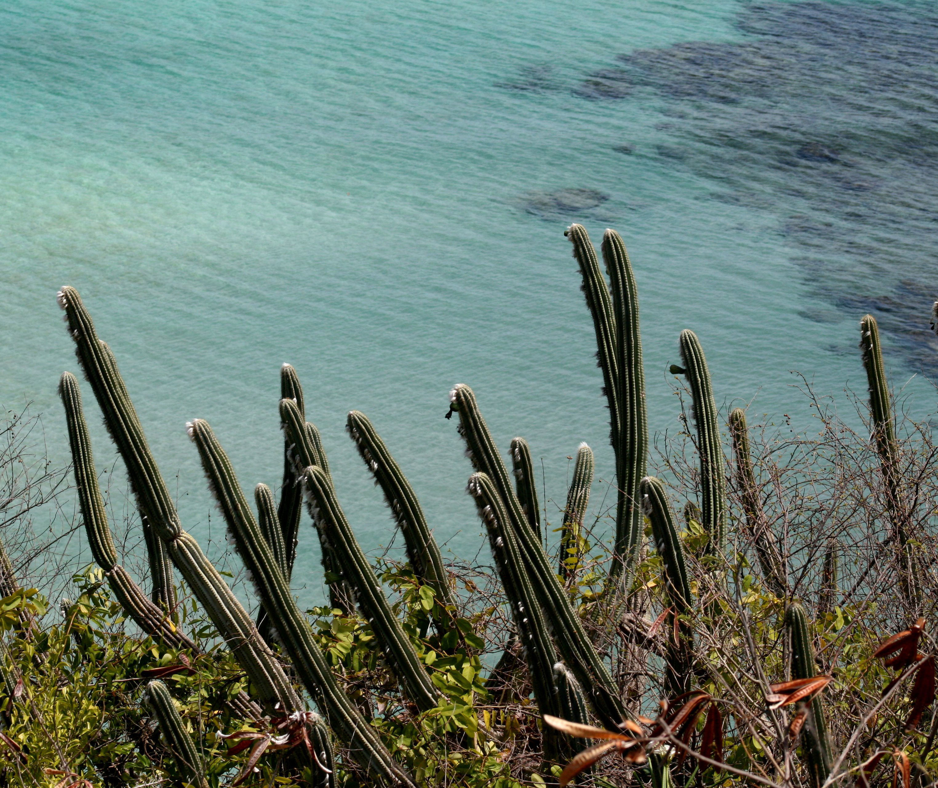 Plancia ëd Pilosocereus