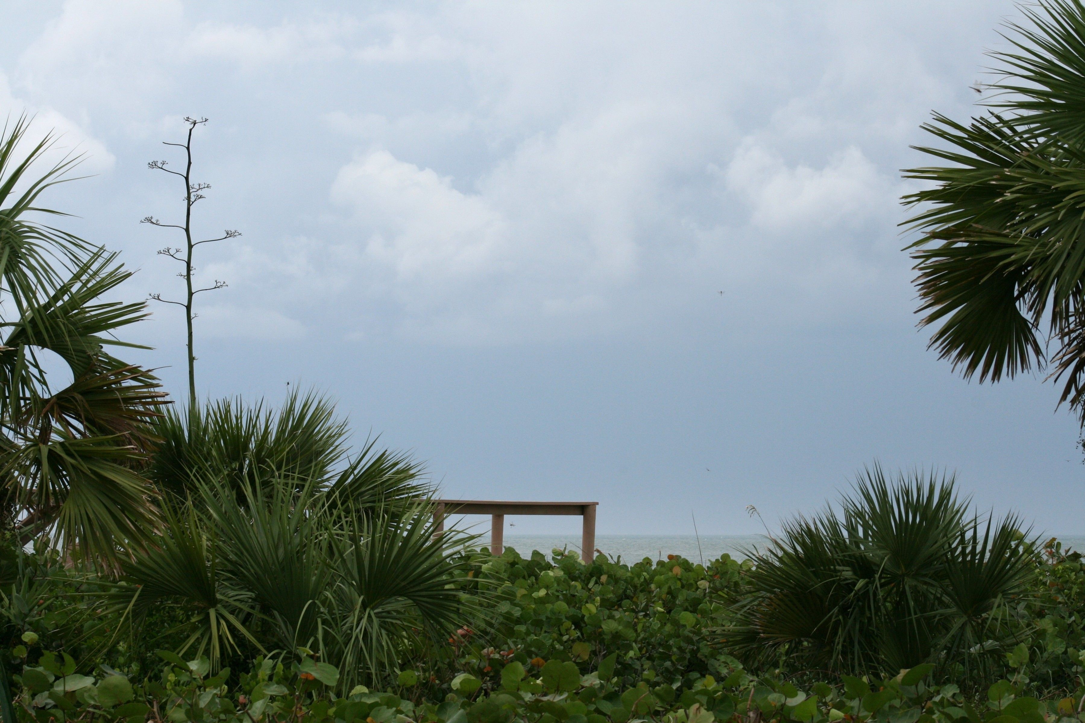 Image of agave