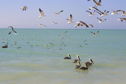 Image of Brown Pelican