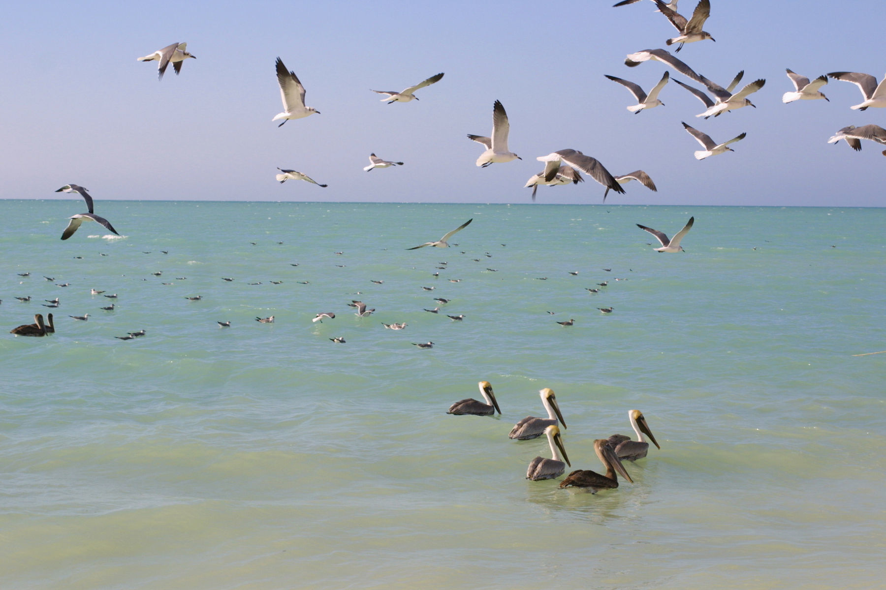 Image of Brown Pelican