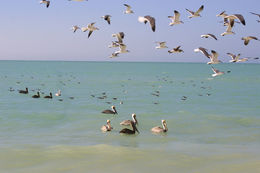 Image of Brown Pelican