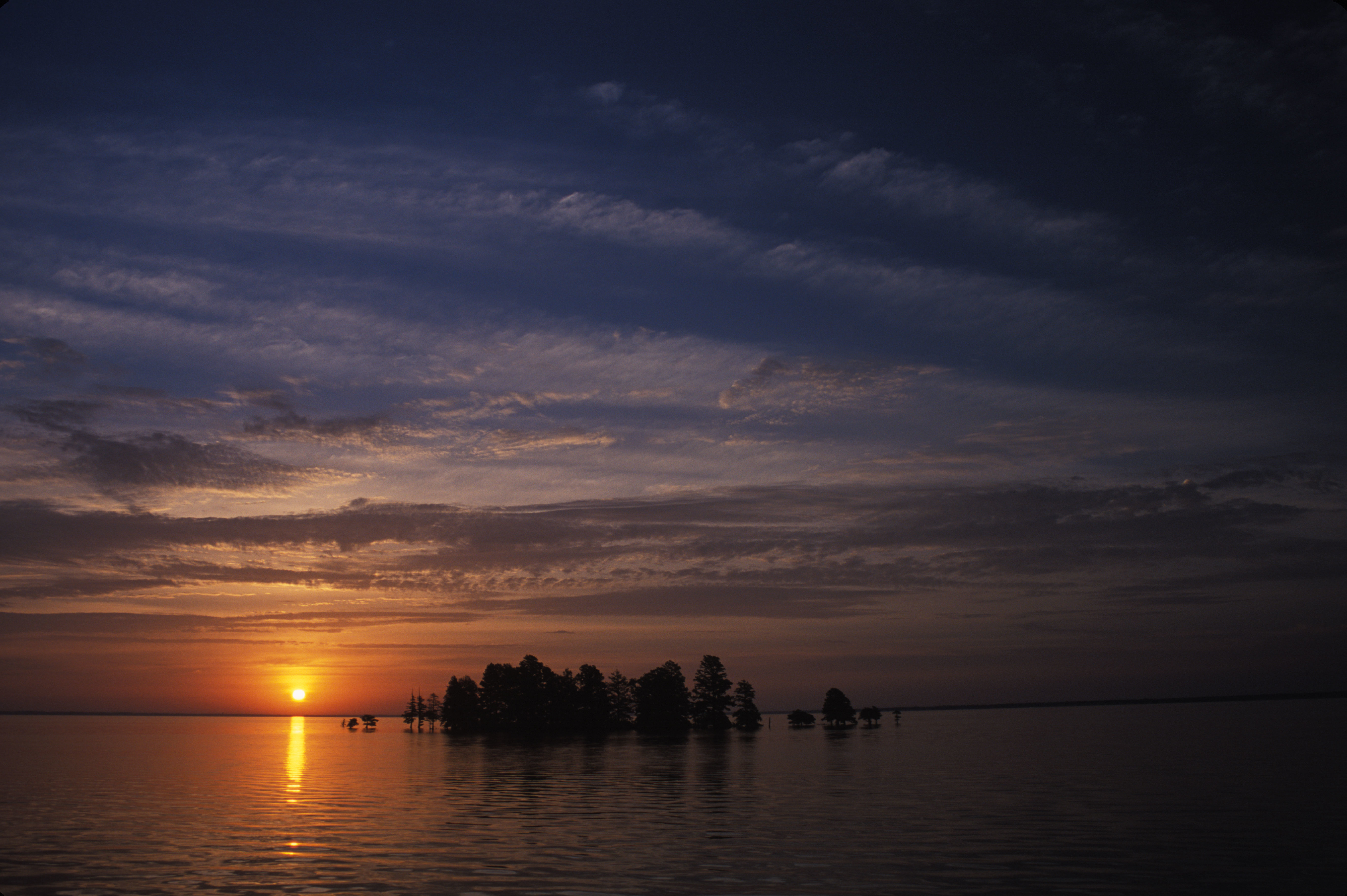 Image of Bald Cypress