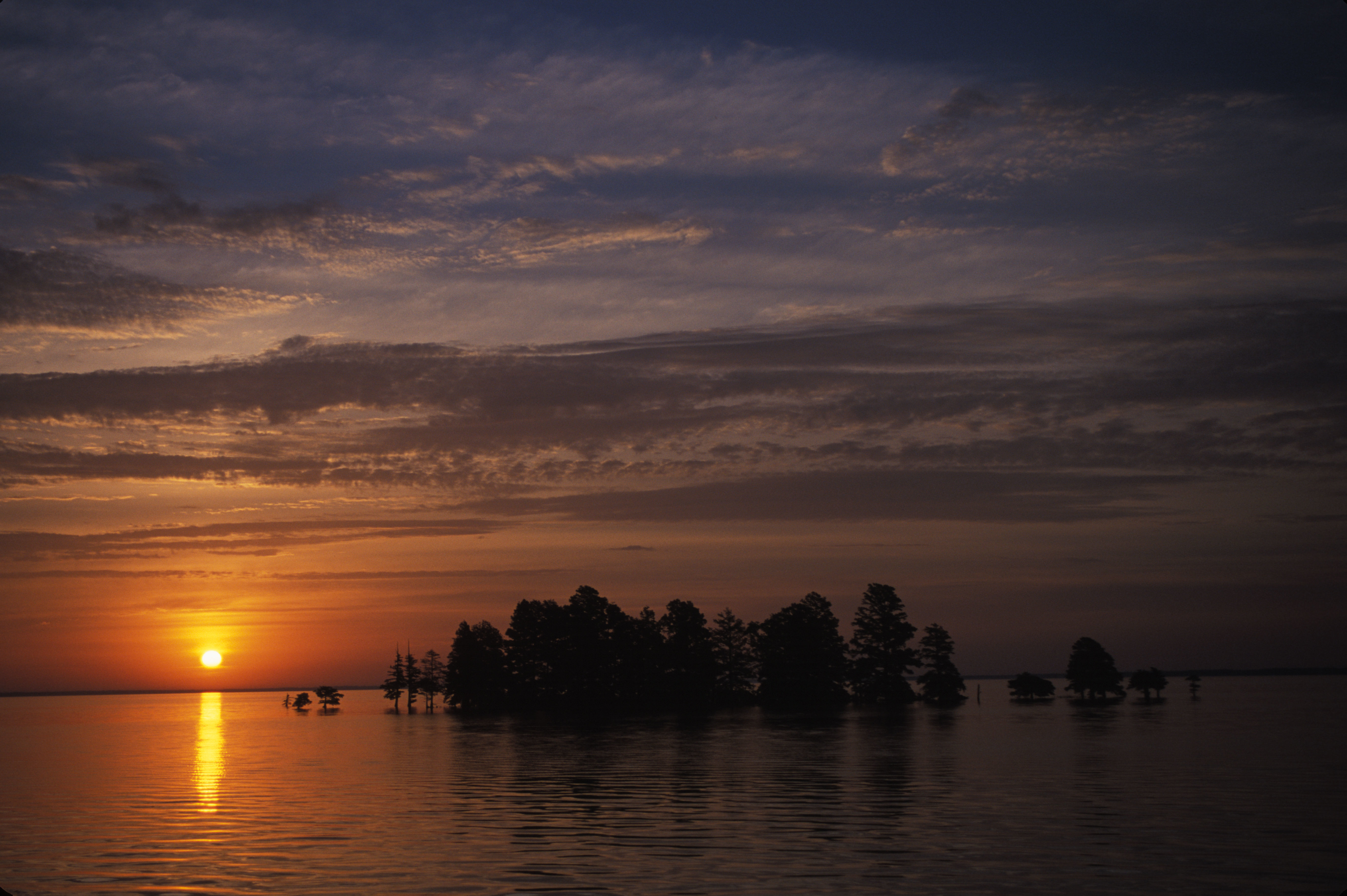 Image of Bald Cypress