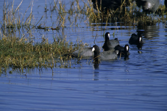 Image of American Coot