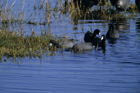 Image of American Coot