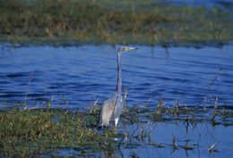 Image of Tricolored Heron