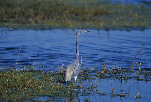 Image de Aigrette tricolore