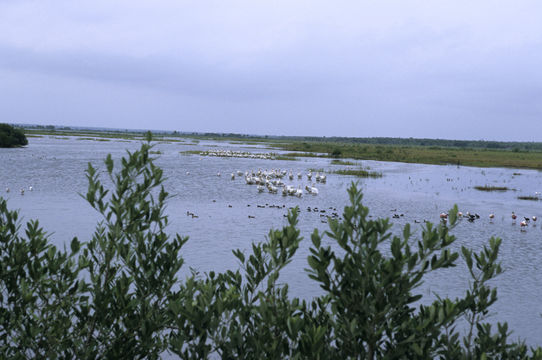 Image of American White Pelican