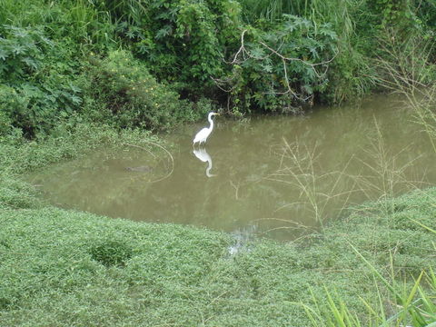 Image of Great Egret