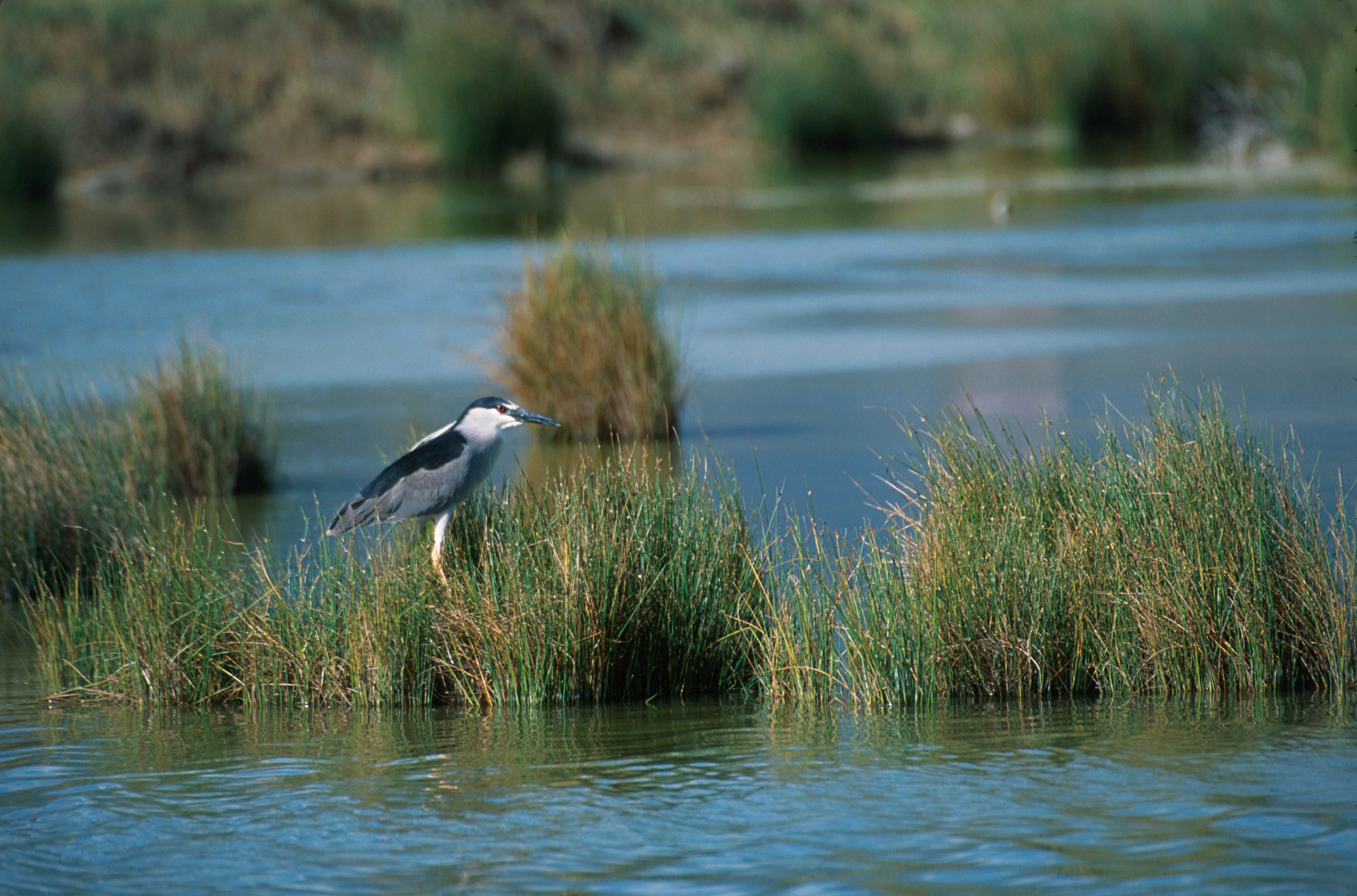 Image of Black-crowned Night Heron