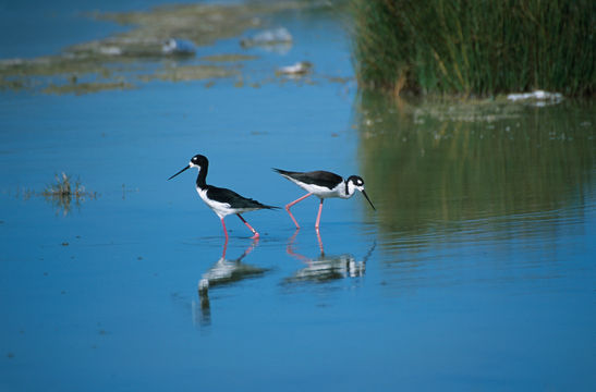 Image of Hawaiian stilt