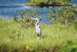 Image of Great Blue Heron