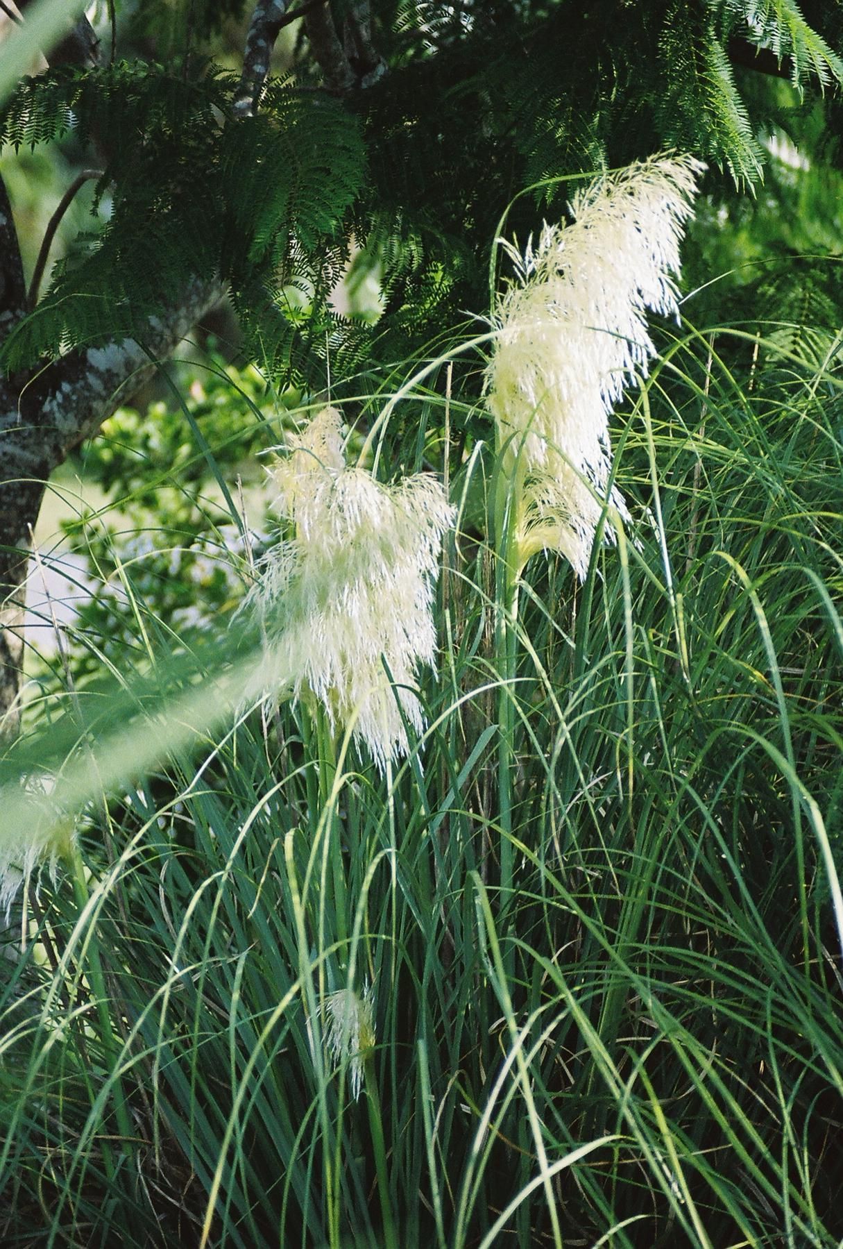 Plancia ëd Cortaderia