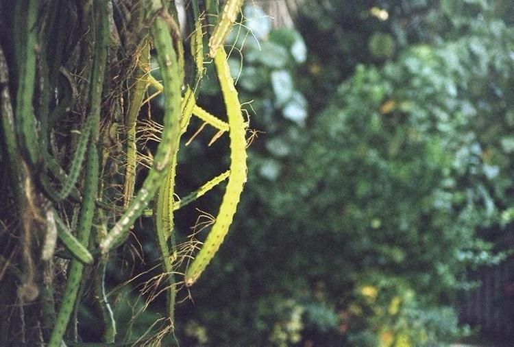 Image of Cabbage Palm