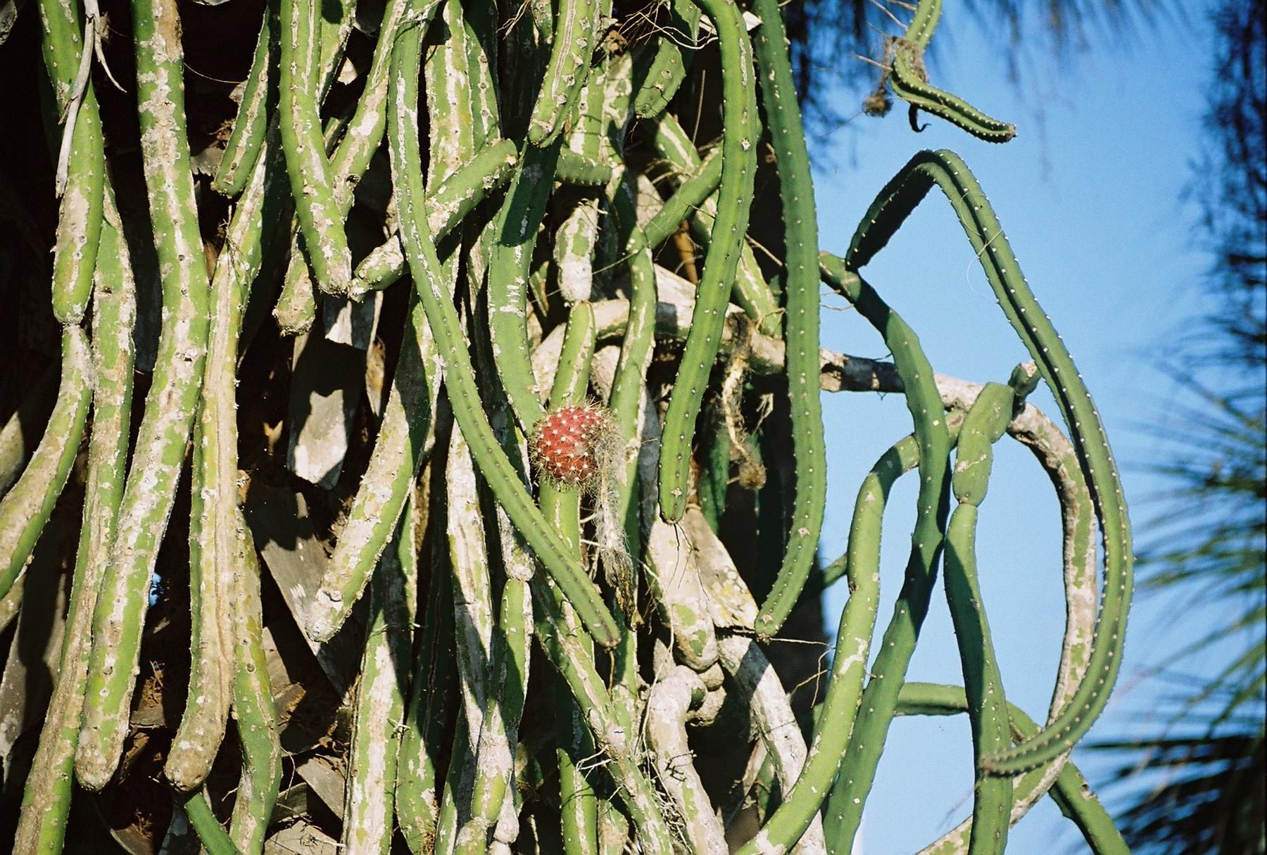 Image of Cabbage Palm