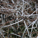 Image of <i>Acacia paolii</i> ssp. <i>paucijuga</i> Brenan